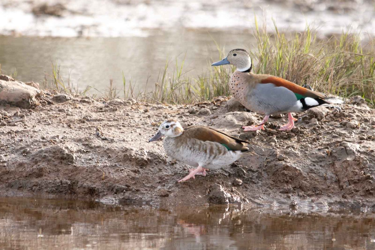 Ringed Teal - ML643060709