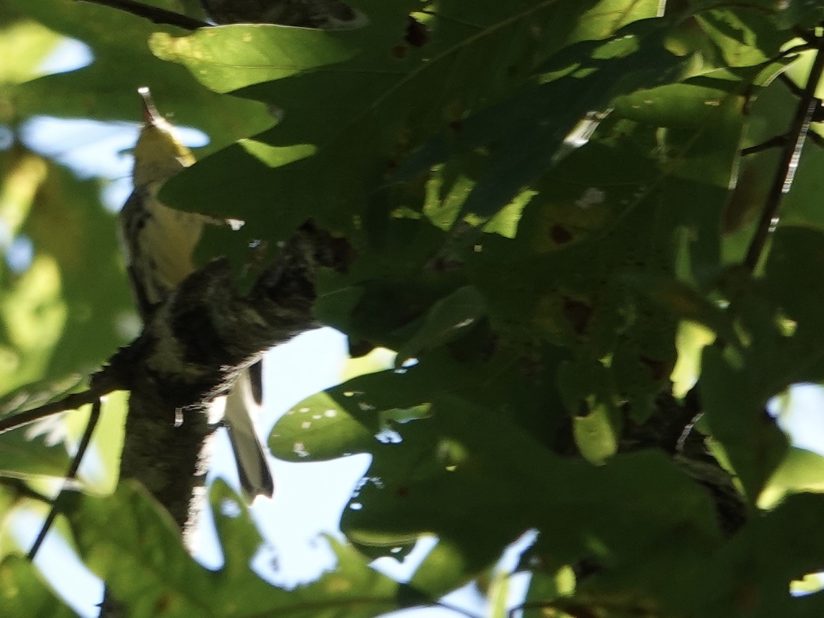 Black-throated Green Warbler - ML643060727