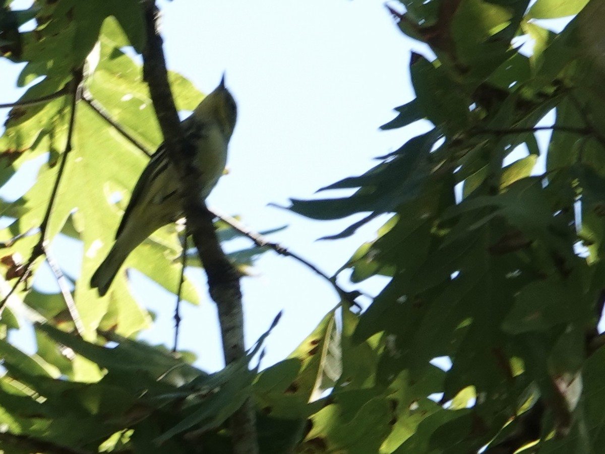 Black-throated Green Warbler - ML643060728