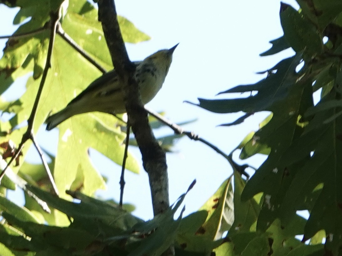 Black-throated Green Warbler - ML643060729
