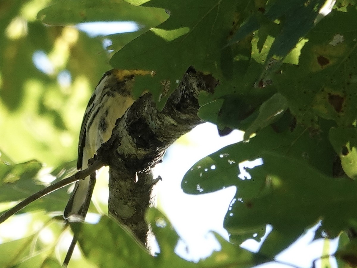 Black-throated Green Warbler - ML643060730
