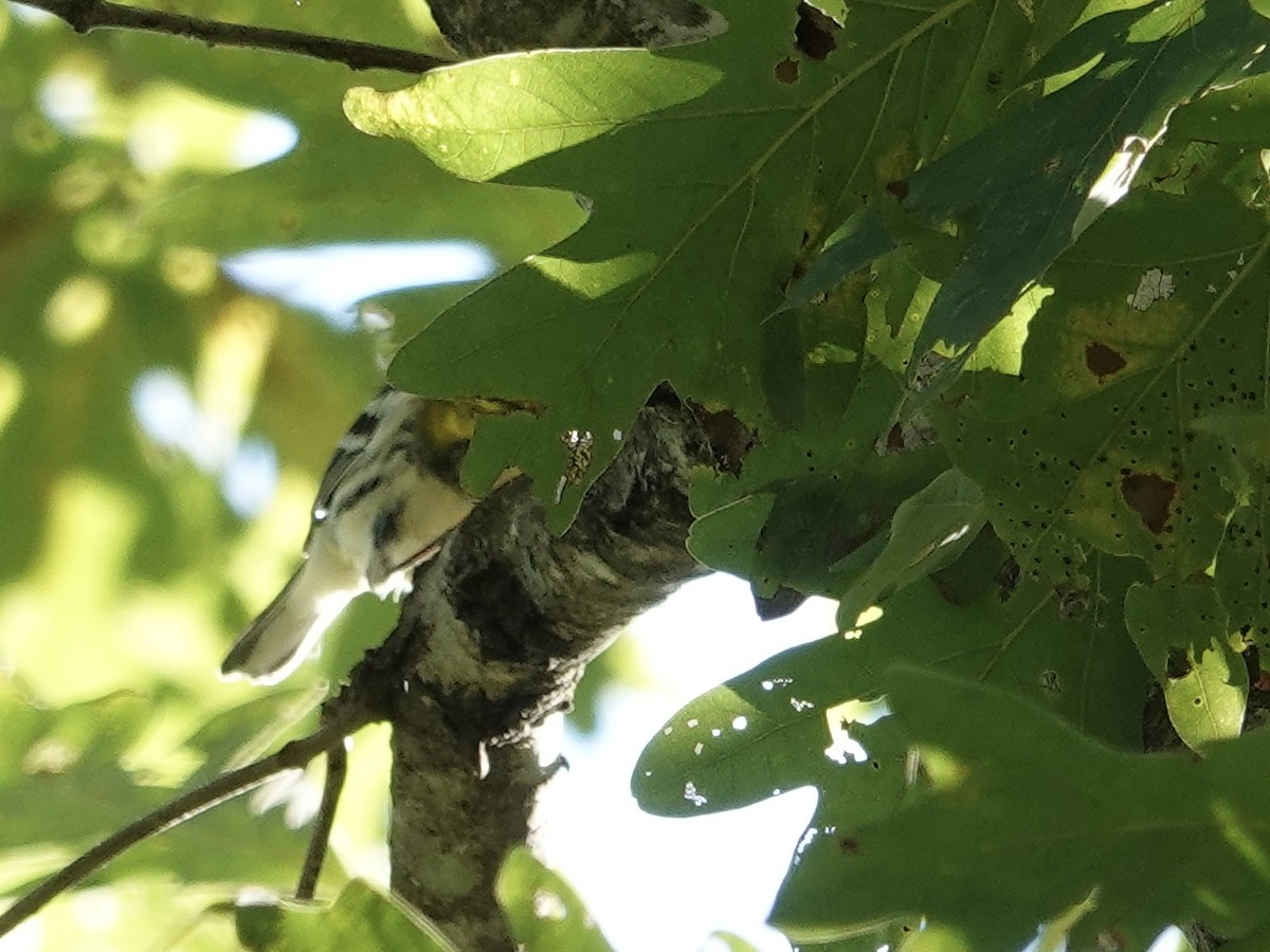 Black-throated Green Warbler - ML643060731