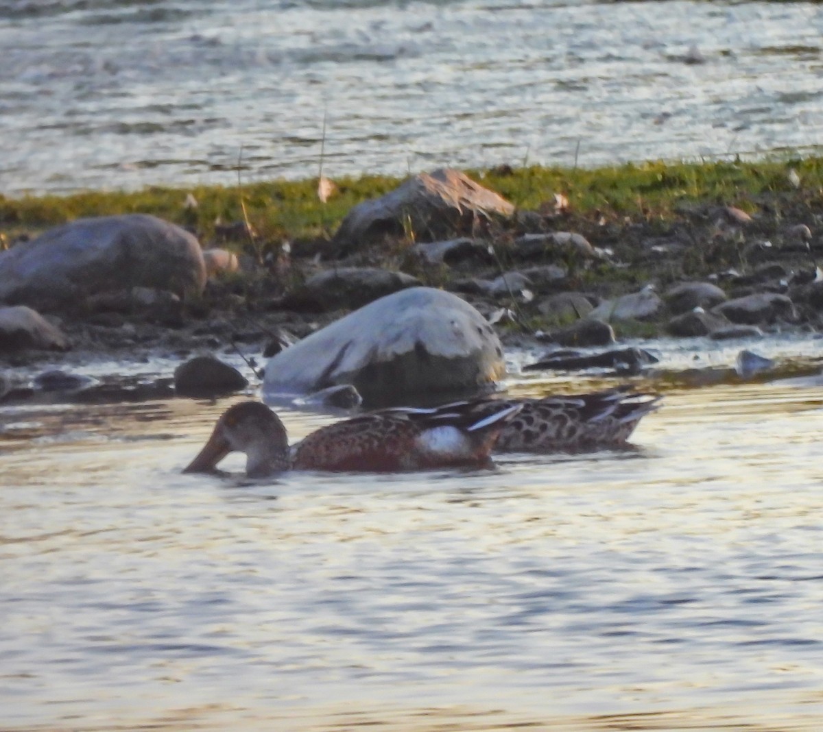 Northern Shoveler - Hin Ki  & Queenie  Pong