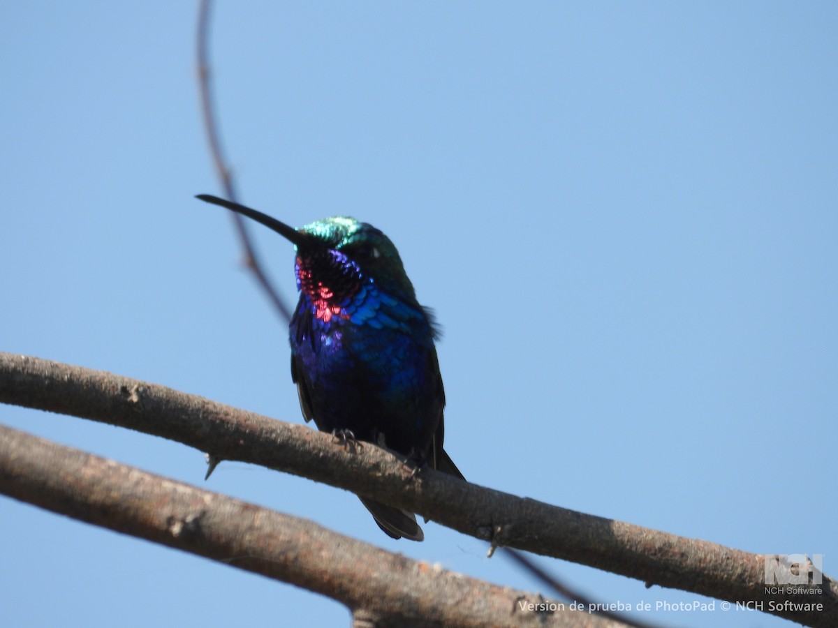 Blue-tufted Starthroat - ML643060734