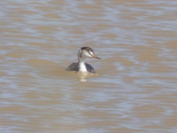 Great Crested Grebe - ML643060737
