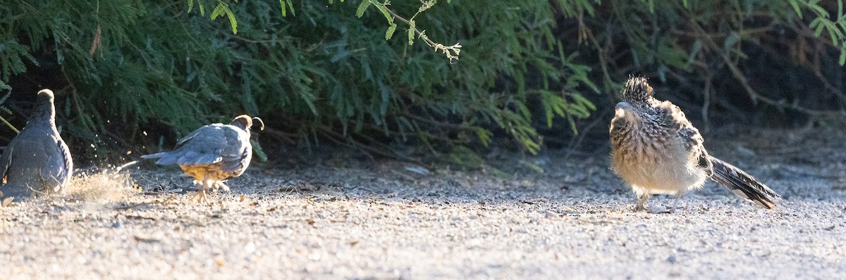 kukačka kohoutí - ML643060759