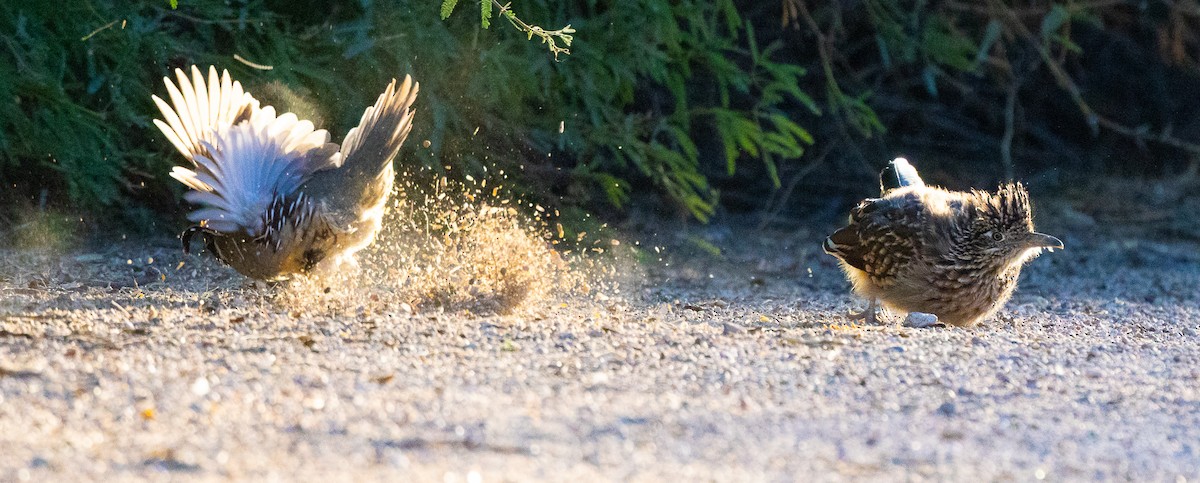 kukačka kohoutí - ML643060760