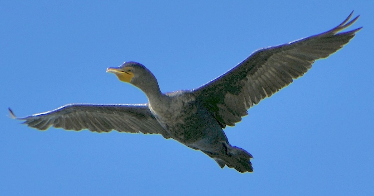 Double-crested Cormorant - ML643060765