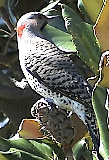 Northern Flicker - ML643060775