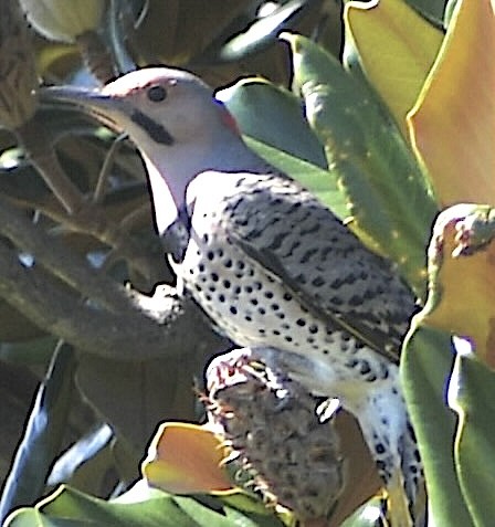 Northern Flicker - ML643060781