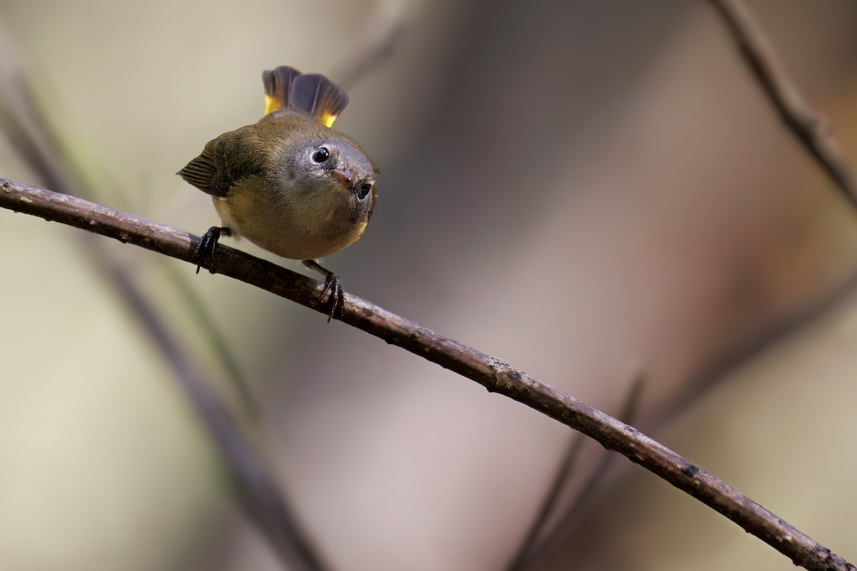 American Redstart - ML643060785