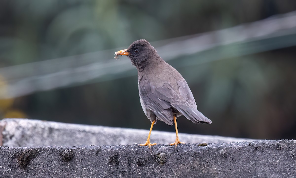Great Thrush - ML643060796