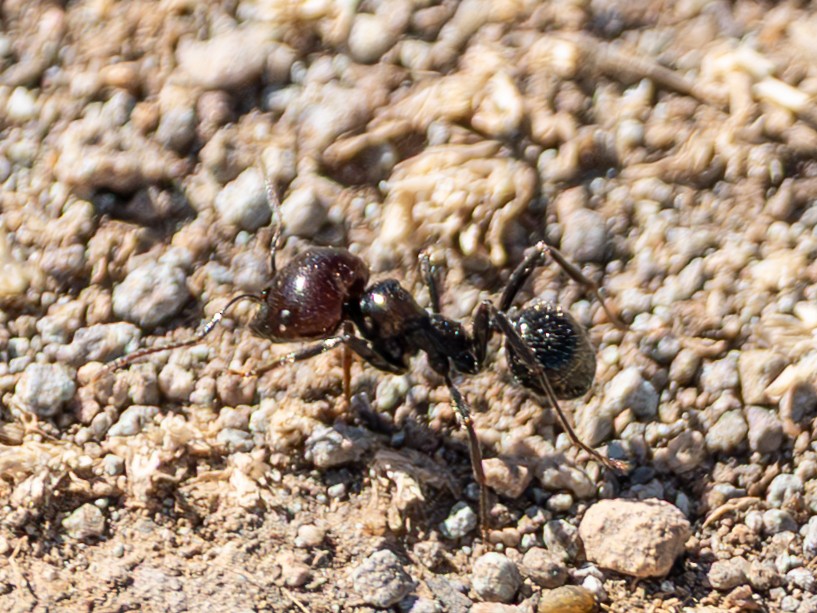 Barbary Harvester Ant - ML643060806