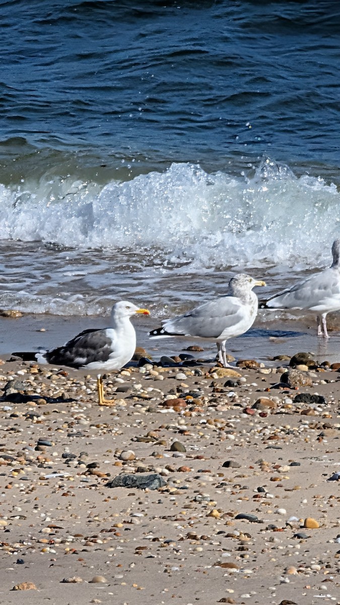 Lesser Black-backed Gull - ML643060812