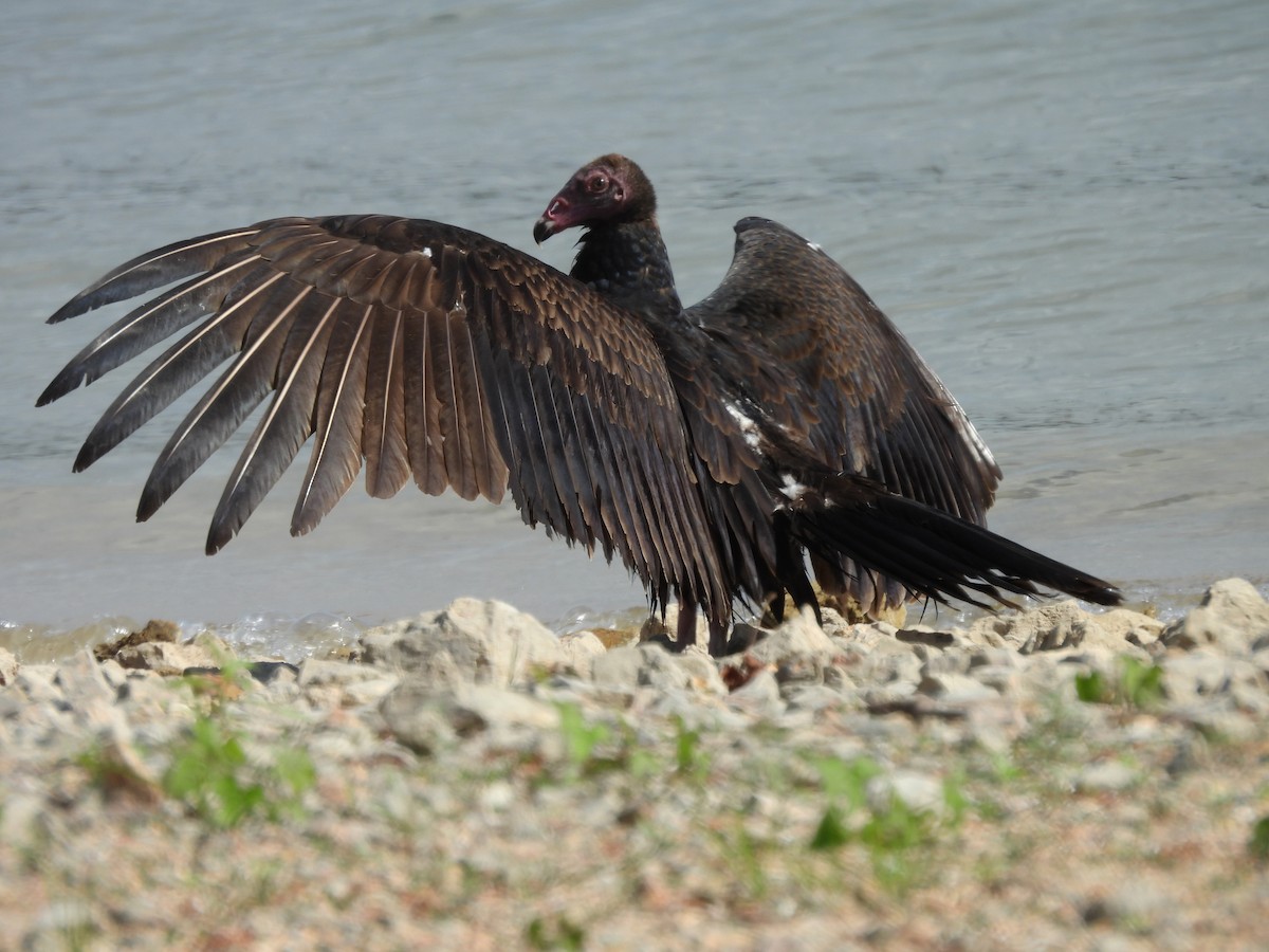 Turkey Vulture - ML643060817