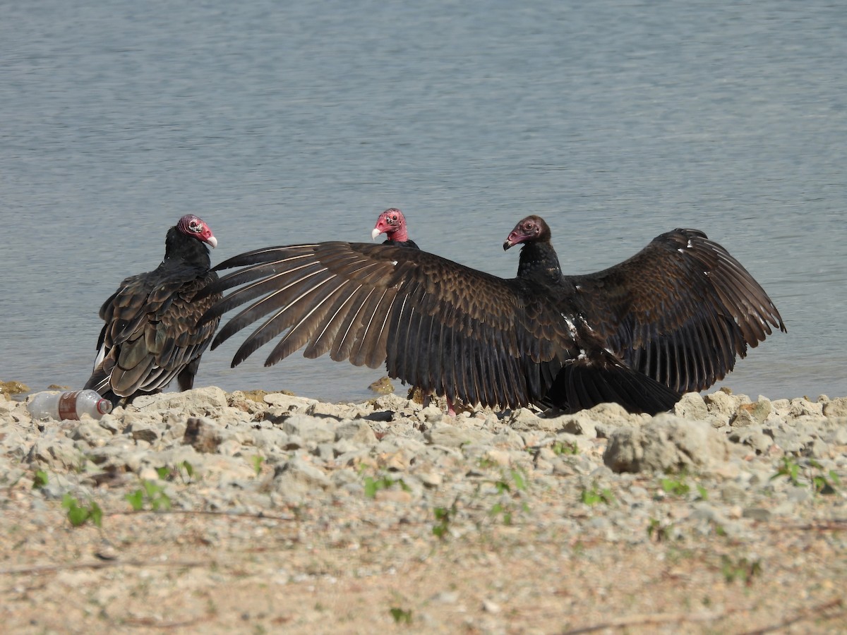 Turkey Vulture - ML643060818