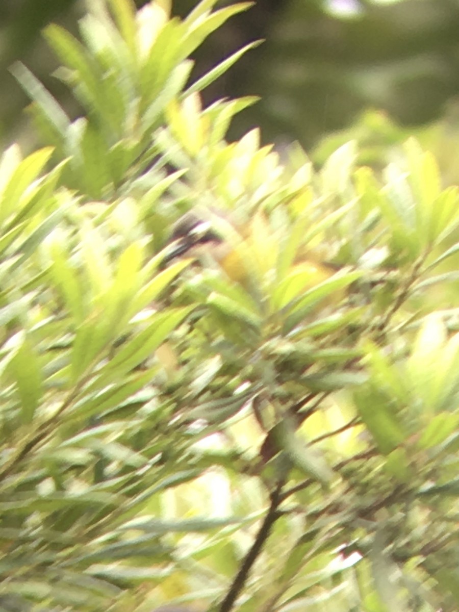 Common Chlorospingus - ML643060829
