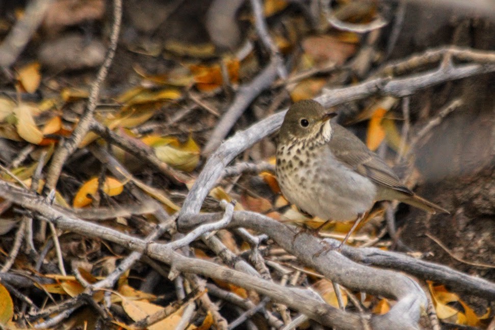 Hermit Thrush - ML643060832