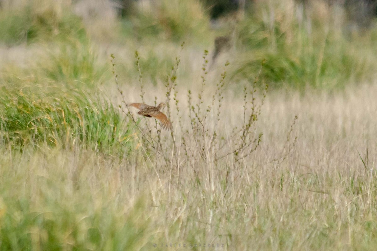 Spotted Nothura - ML643060834
