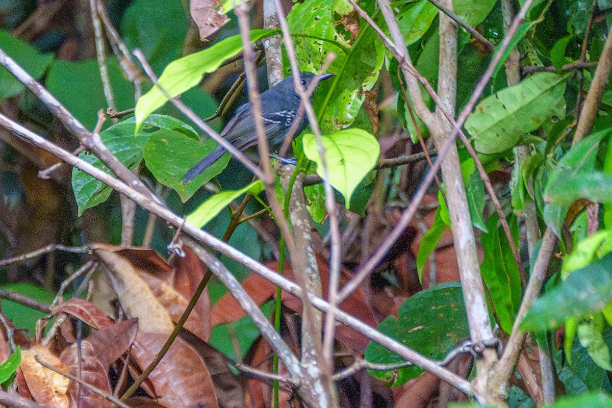 Dusky Antbird - ML643060862