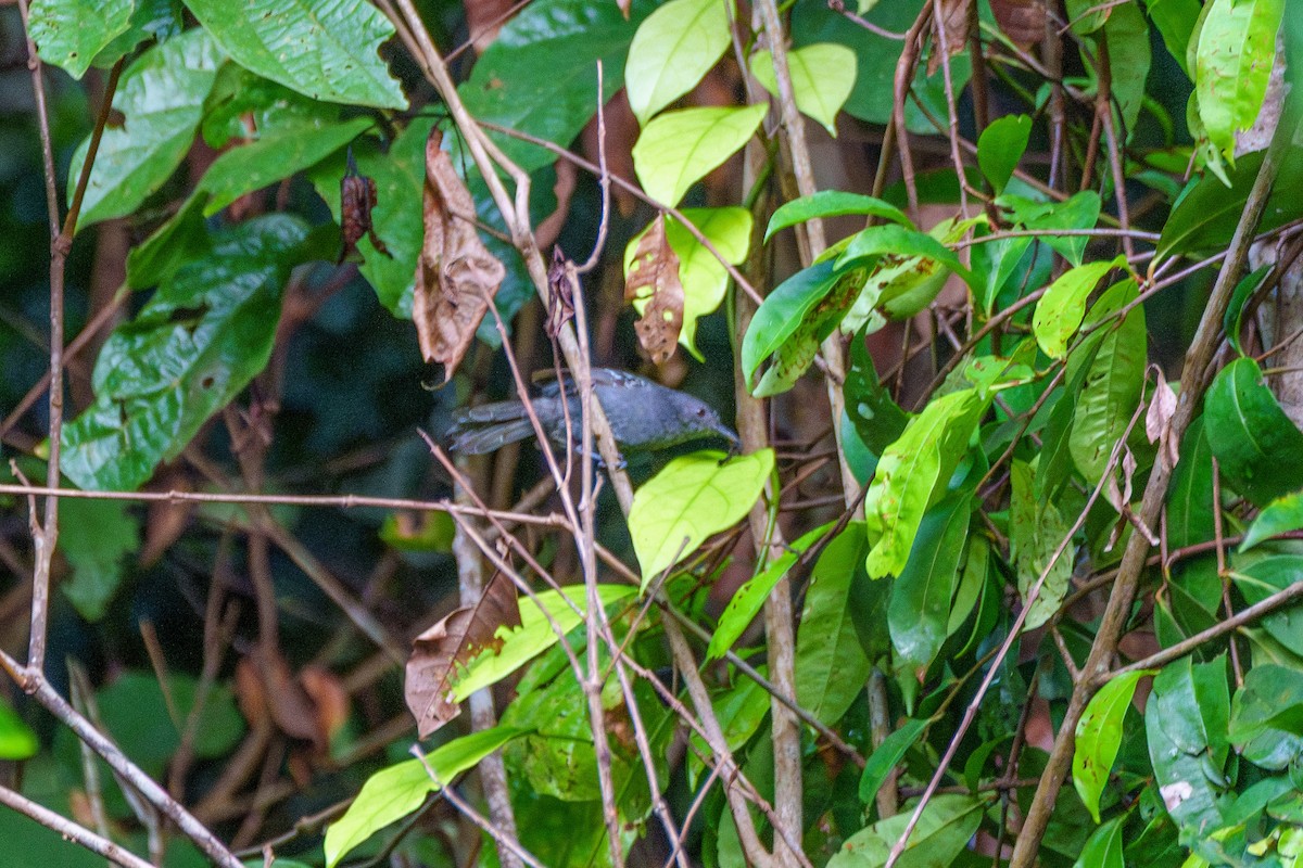 Dusky Antbird - ML643060863
