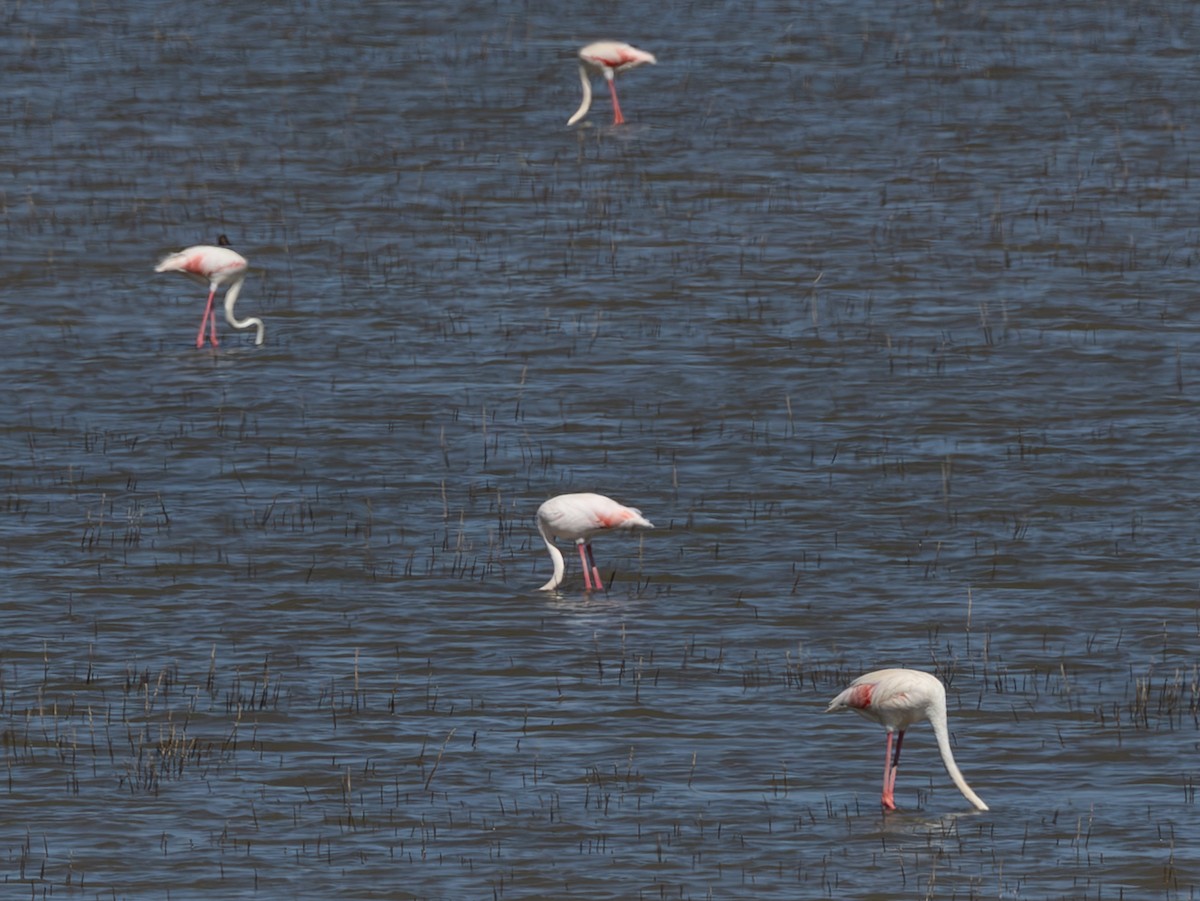 Greater Flamingo - ML643060867