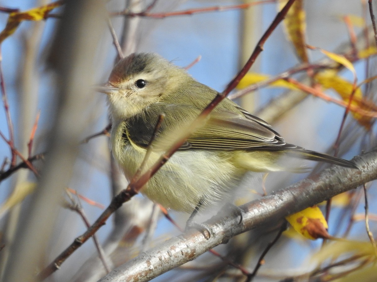 Western Warbling Vireo - ML643060885