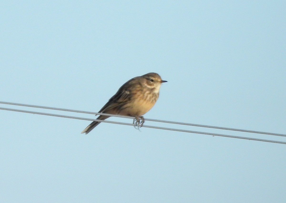 linduška tundrová - ML643060907