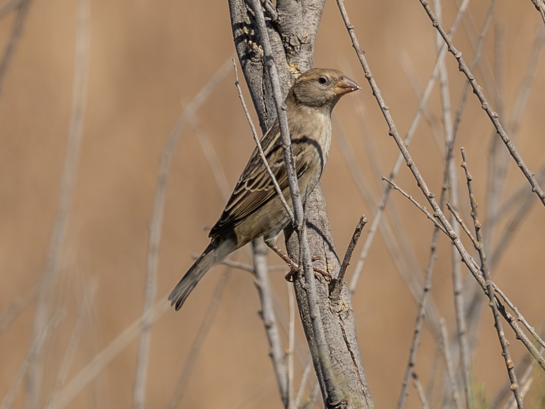 Spanish Sparrow - ML643060923