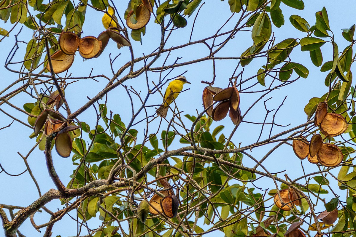 Yellow-throated Flycatcher - ML643060927