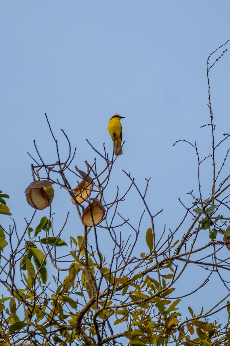 Yellow-throated Flycatcher - ML643060928