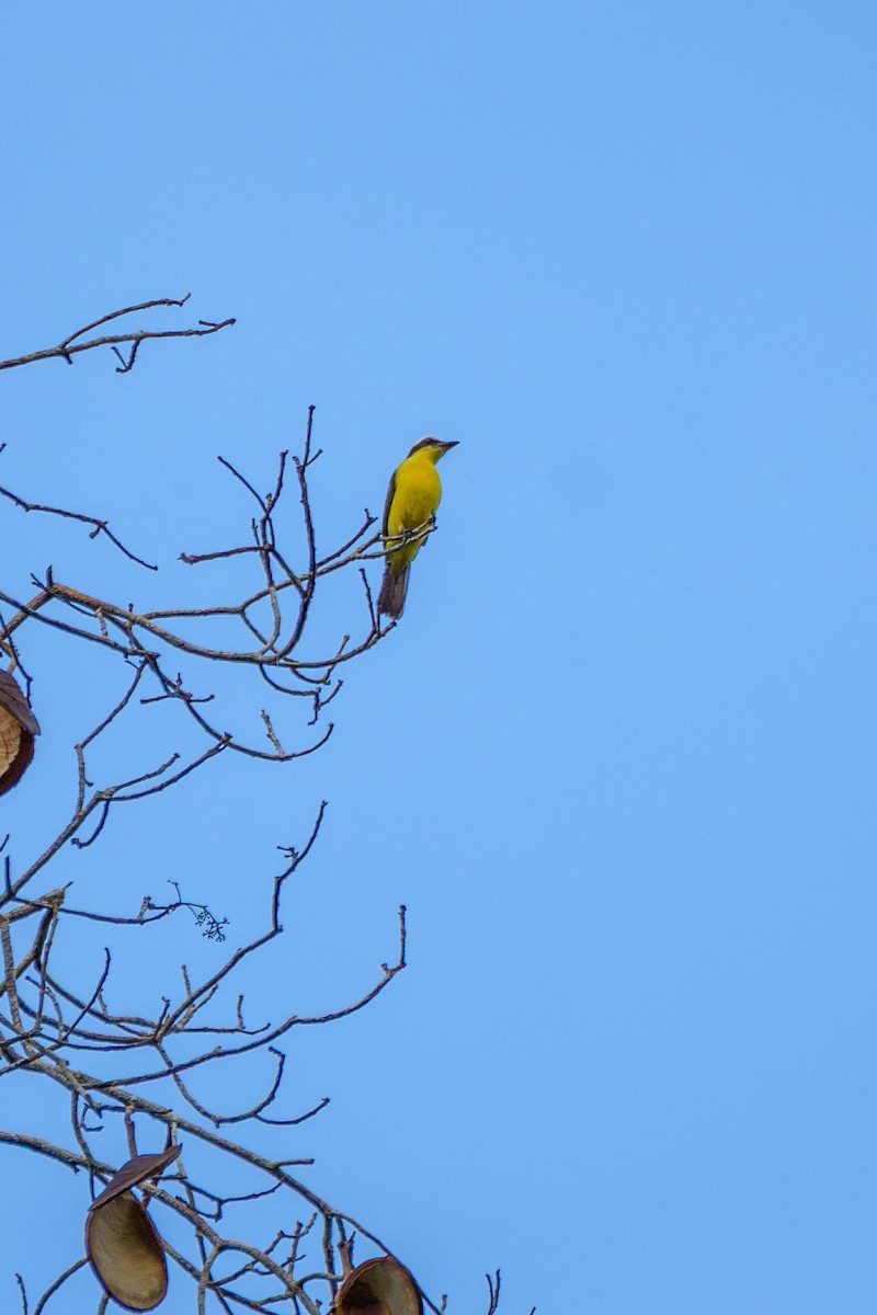 Yellow-throated Flycatcher - ML643060929