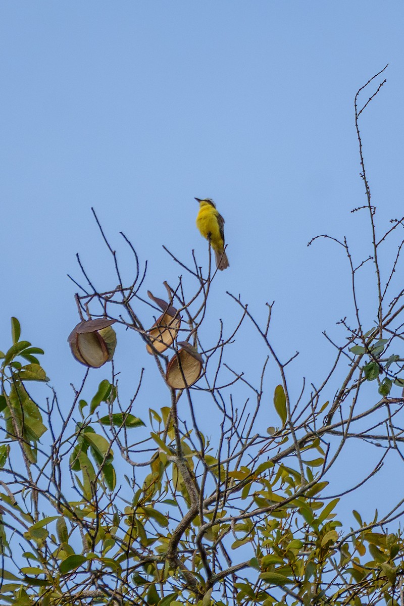 Yellow-throated Flycatcher - ML643060930