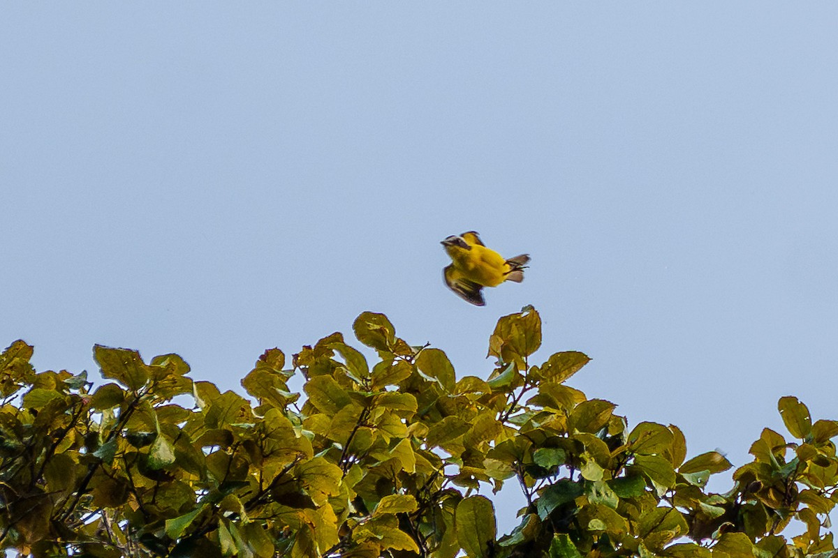 Yellow-throated Flycatcher - ML643060931