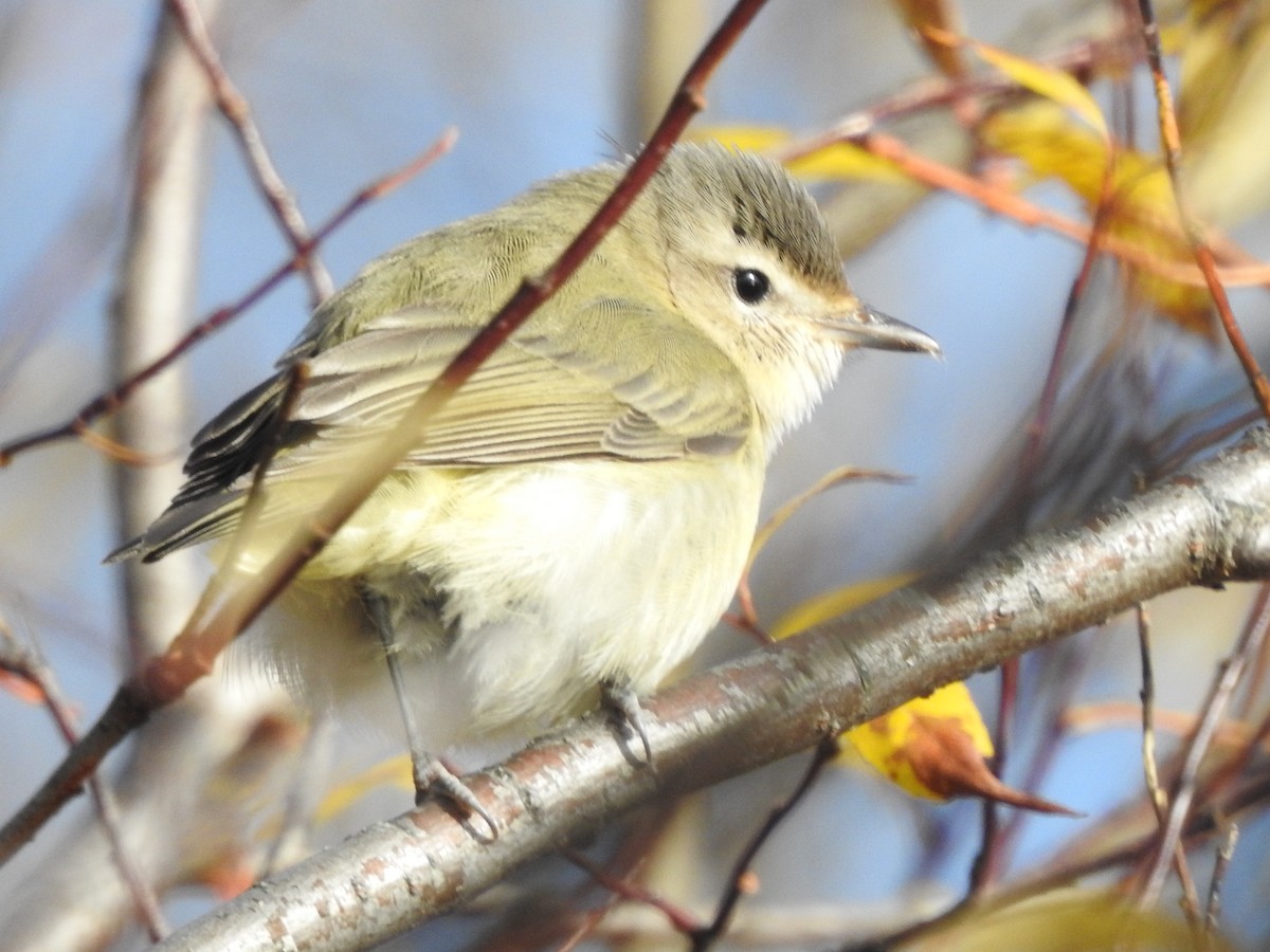 Western Warbling Vireo - ML643060934