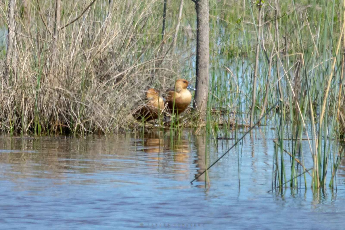 Dendrocygne fauve - ML643060951