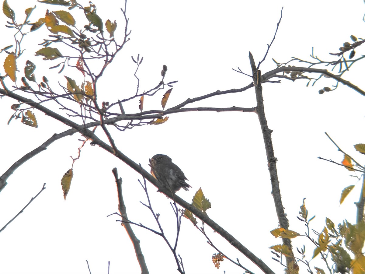 Northern Pygmy-Owl - ML643060955