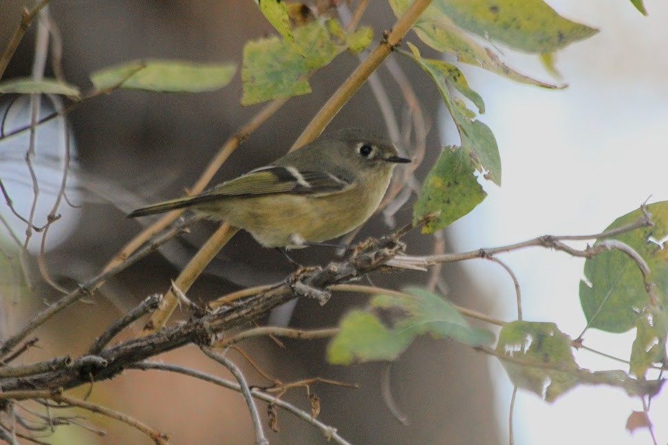 Ruby-crowned Kinglet - ML643060972