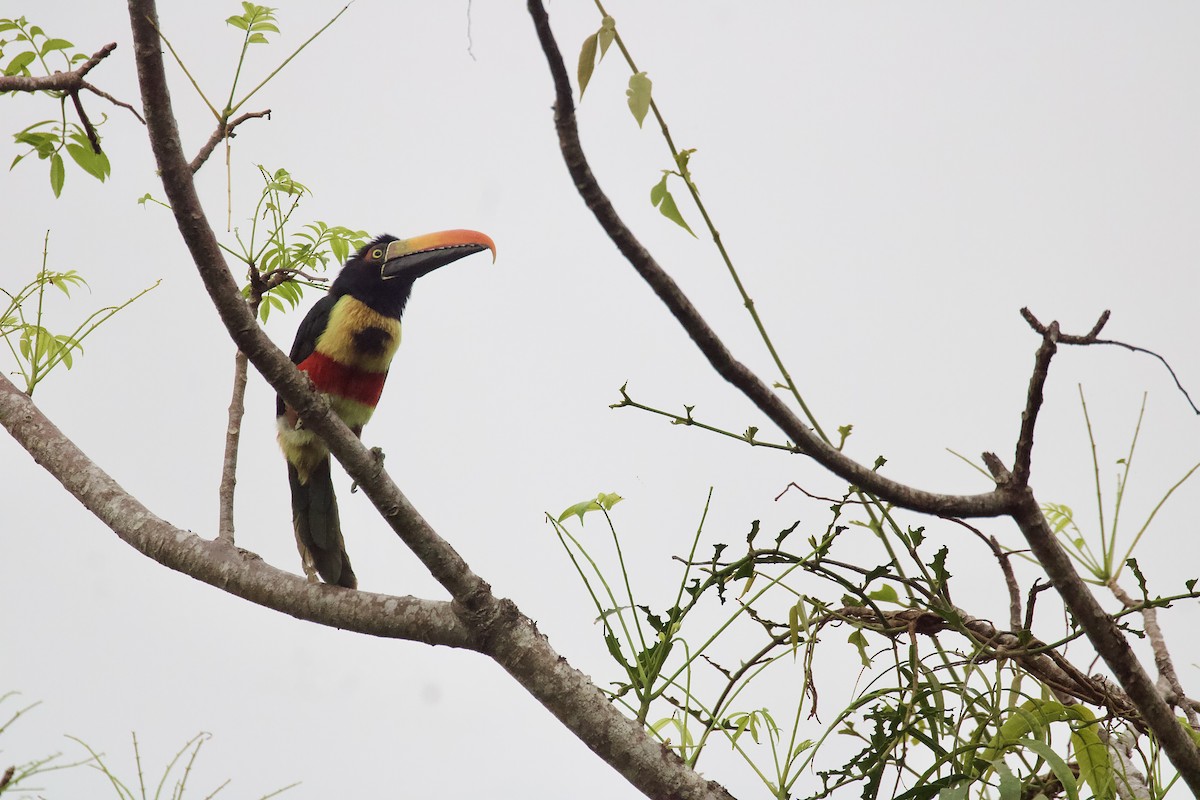 Fiery-billed Aracari - ML643060974