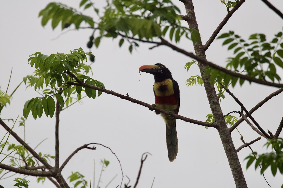Fiery-billed Aracari - ML643060975