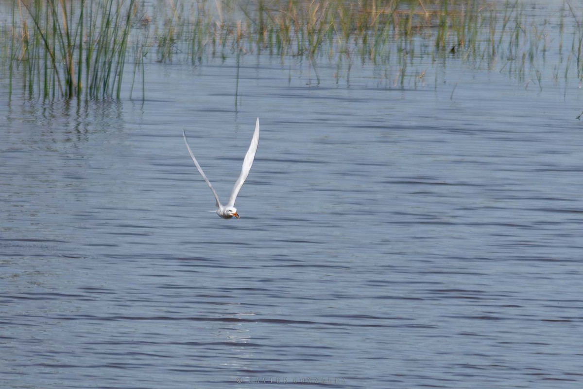 Snowy-crowned Tern - ML643060978