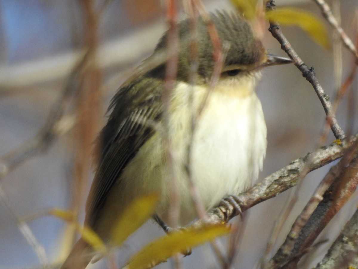 Western Warbling Vireo - ML643060980