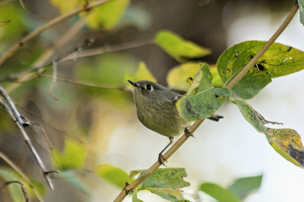 Ruby-crowned Kinglet - ML643060981