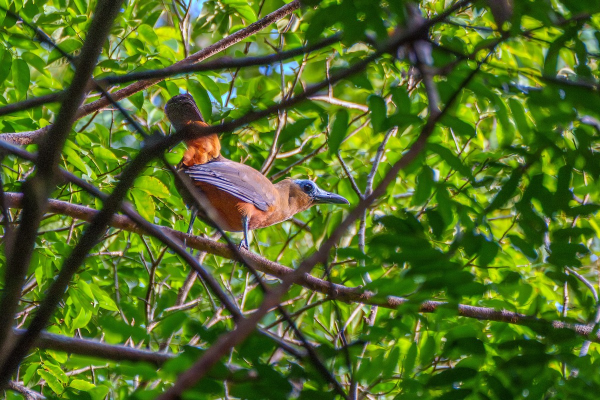 Capuchinbird - ML643060992