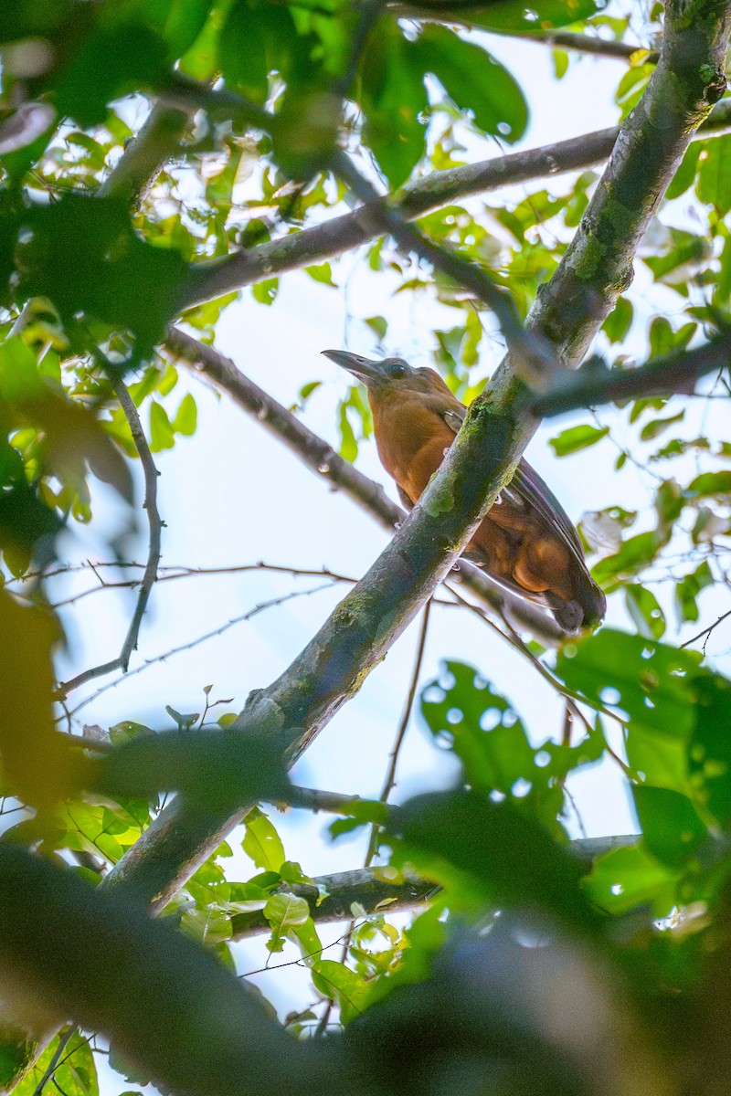 Capuchinbird - ML643060994
