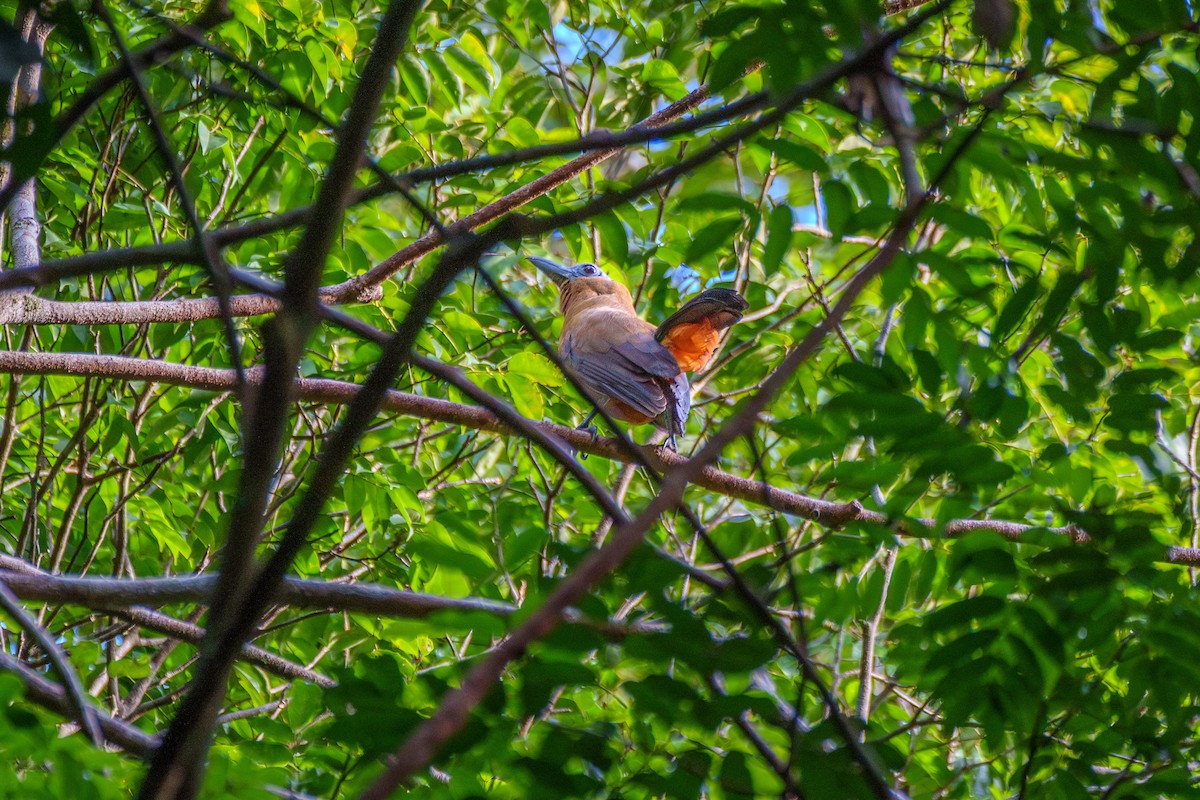 Capuchinbird - ML643060995