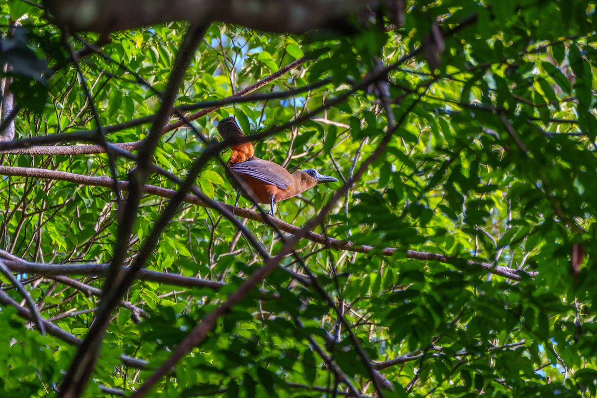 Capuchinbird - ML643060996