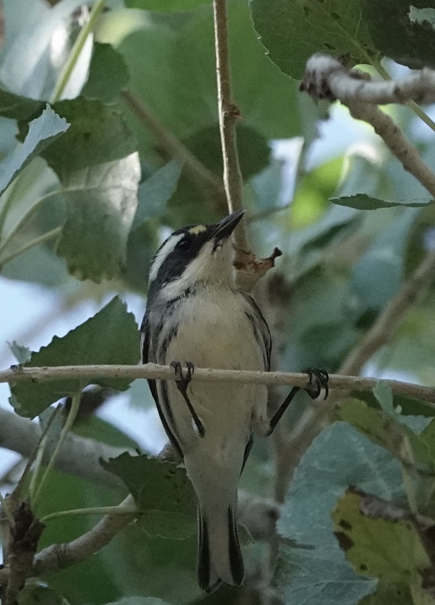 Black-throated Gray Warbler - ML643061037