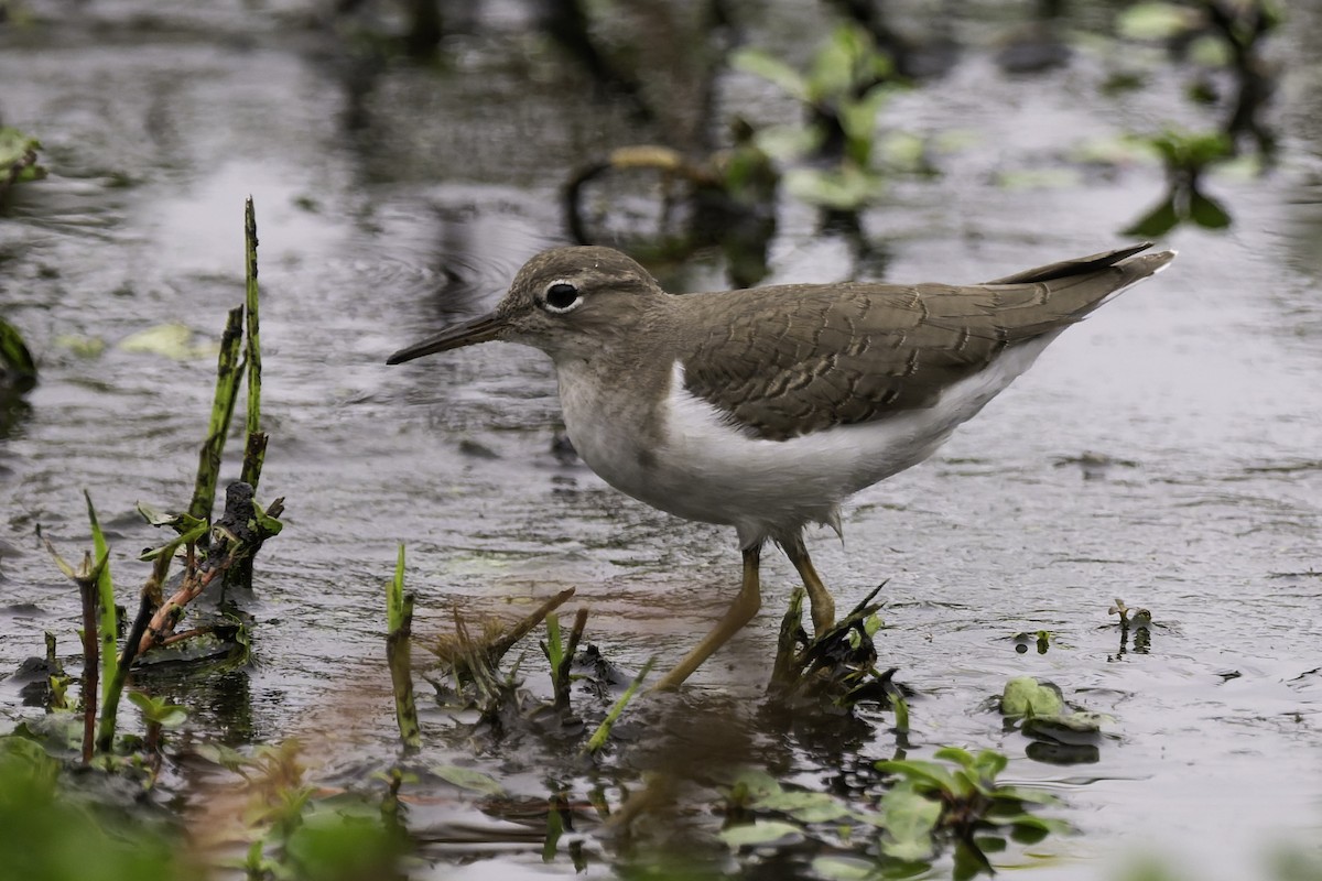 Spotted Sandpiper - ML643061055