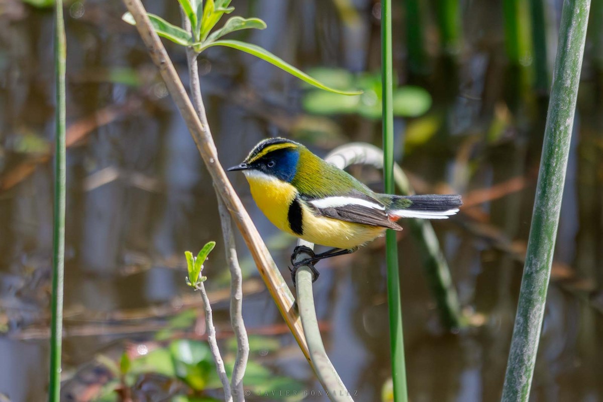 Many-colored Rush Tyrant - ML643061074